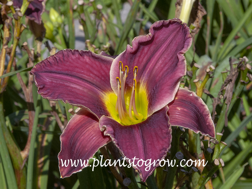 Ghost of Thunder Road Daylily 
31 inch
6 inch violet self, chartreuse throat
tetraploid, midseason 
(Hansen 2001)